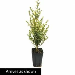Spring Hill Nurseries 4 In. Pot, Variegated Boxwood (Buxus), Live Broadleaf Evergreen Shrub (1-Pack) -Spring Hill Nurseries Shop spring hill nurseries bushes 88686 4f 1000