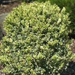 Spring Hill Nurseries 4 In. Pot, Variegated Boxwood (Buxus), Live Broadleaf Evergreen Shrub (1-Pack)