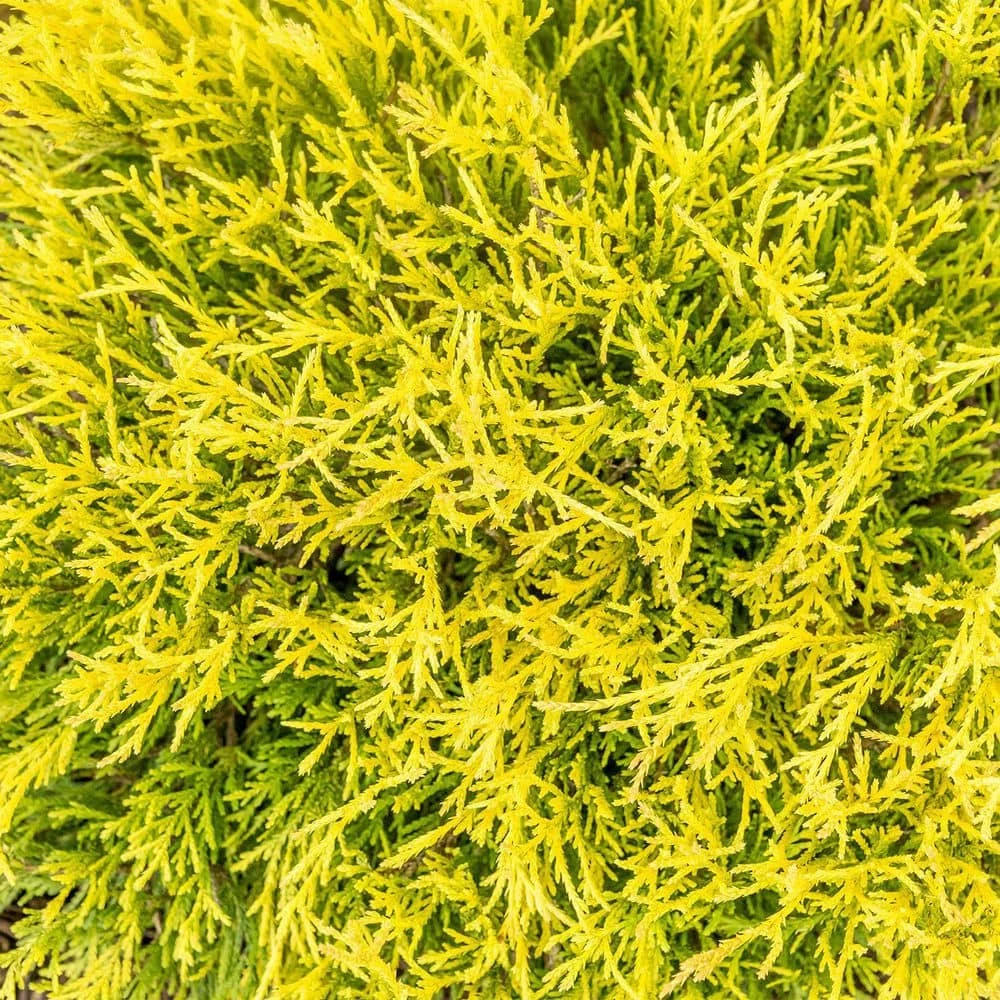 Spring Hill Nurseries 2.25 Gal. Pot Lemon Thread Falsecypress, Live Evergreen Shrub (1-Pack) 1 Spring Hill Nurseries 2.25 Gal. Pot Lemon Thread Falsecypress, Live Evergreen Shrub (1-Pack)