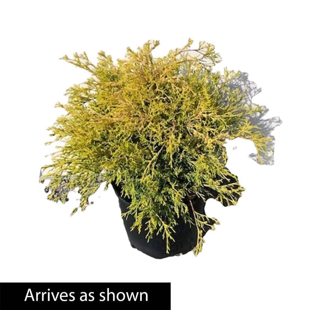 Spring Hill Nurseries 2.25 Gal. Pot Sungold Falsecypress, Live Evergreen Shrub (1-Pack) 3 Spring Hill Nurseries 2.25 Gal. Pot Sungold Falsecypress, Live Evergreen Shrub (1-Pack) - Image 3