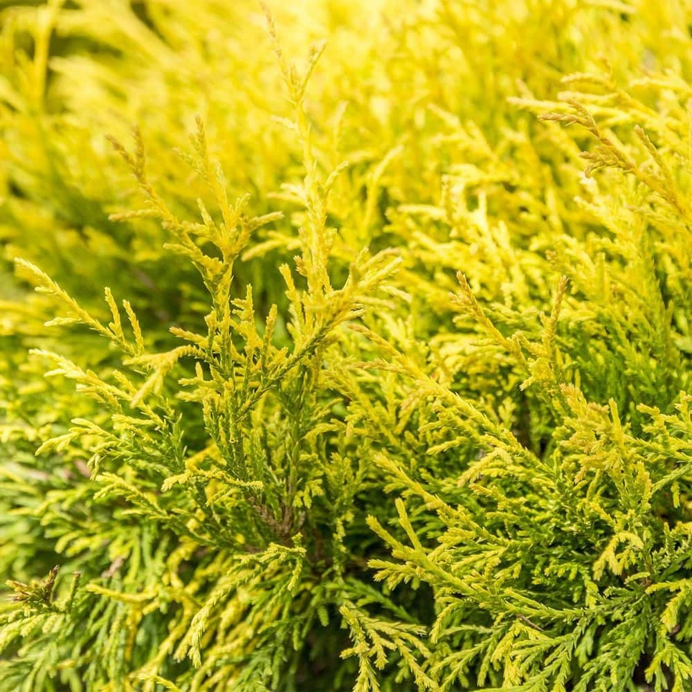 Spring Hill Nurseries 2.25 Gal. Pot Sungold Falsecypress, Live Evergreen Shrub (1-Pack) 2 Spring Hill Nurseries 2.25 Gal. Pot Sungold Falsecypress, Live Evergreen Shrub (1-Pack) - Image 2