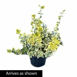 Spring Hill Nurseries 2.50 Qt. Pot Emerald and Gold Euonymus, Live Broadleaf Evergreen Groundcover Shrub (1-Pack) -Spring Hill Nurseries Shop spring hill nurseries bushes 88700 4f 1000