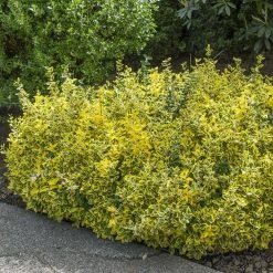 Spring Hill Nurseries 2.50 Qt. Pot Emerald and Gold Euonymus, Live Broadleaf Evergreen Groundcover Shrub (1-Pack)