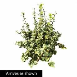Spring Hill Nurseries 2.25 Gal. Pot Emerald and Gold Euonymus, Live Broadleaf Evergreen Groundcover Shrub (1-Pack) -Spring Hill Nurseries Shop spring hill nurseries bushes 88701 4f 1000