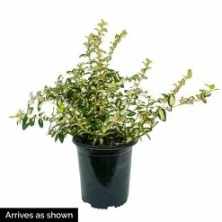 Spring Hill Nurseries 1.50 Gal. Pot, Moonshadow Euonymus, Live Broadleaf Evergreen Ground Cover Shrub, (1-Pack) 5 Spring Hill Nurseries 1.50 Gal. Pot, Moonshadow Euonymus, Live Broadleaf Evergreen Ground Cover Shrub, (1-Pack) -Spring Hill Nurseries Shop spring hill nurseries bushes 88702 4f 1000