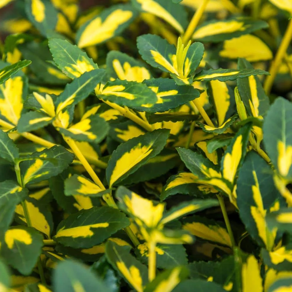 Spring Hill Nurseries 1.50 Gal. Pot, Moonshadow Euonymus, Live Broadleaf Evergreen Ground Cover Shrub, (1-Pack) 2 Spring Hill Nurseries 1.50 Gal. Pot, Moonshadow Euonymus, Live Broadleaf Evergreen Ground Cover Shrub, (1-Pack) - Image 2