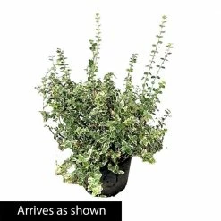Spring Hill Nurseries 1.50 Gal. Pot Polar Bear Euonymus, Live Broadleaf Evergreen Ground Cover Shrub (1-Pack) -Spring Hill Nurseries Shop spring hill nurseries bushes 88703 4f 1000