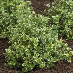 Spring Hill Nurseries 1.50 Gal. Pot Polar Bear Euonymus, Live Broadleaf Evergreen Ground Cover Shrub (1-Pack)