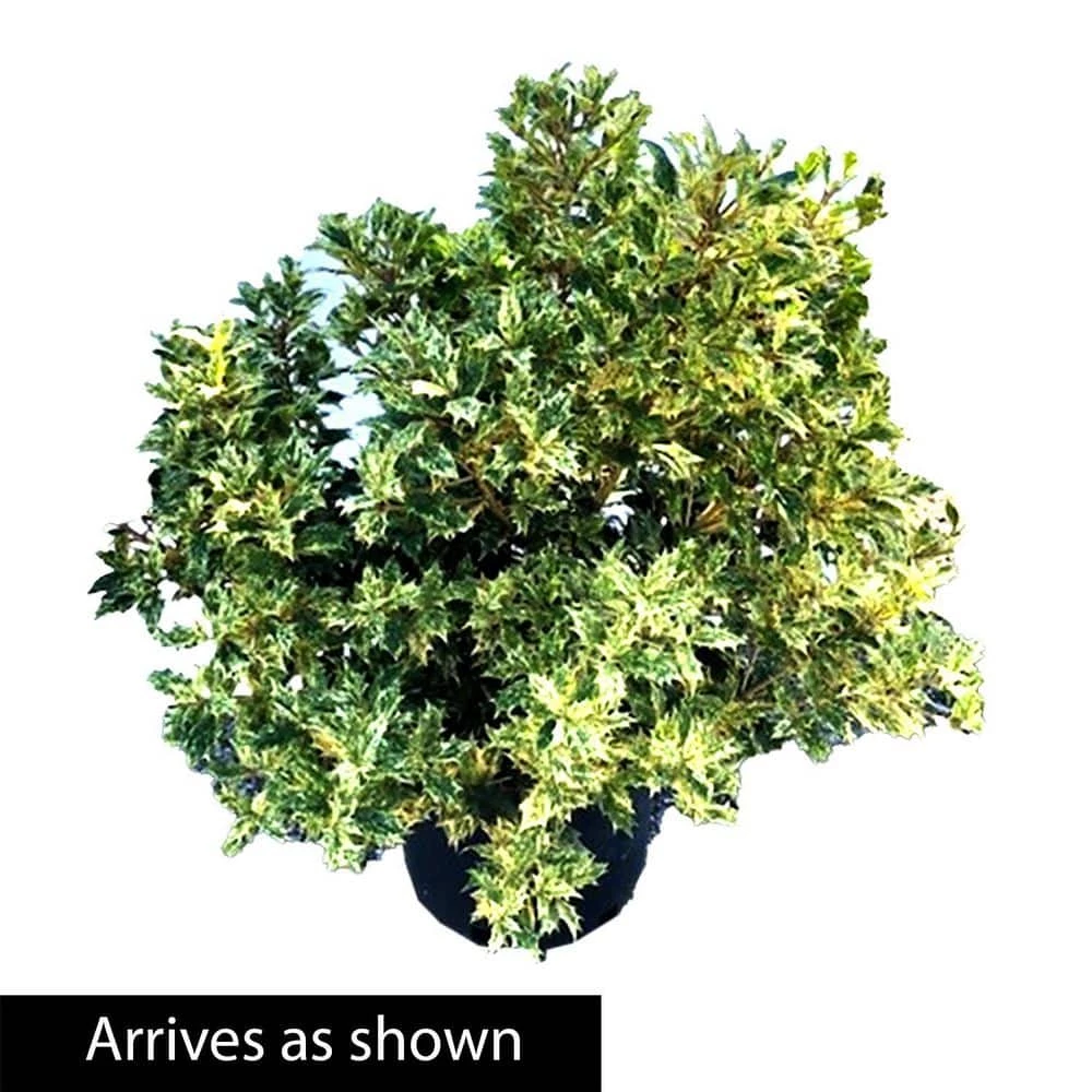 Spring Hill Nurseries 2.25 Gal. Pot, Goshiki False Holly (Osmanthus), Live Broadleaf Evergreen Shrub (1-Pack) 3 Spring Hill Nurseries 2.25 Gal. Pot, Goshiki False Holly (Osmanthus), Live Broadleaf Evergreen Shrub (1-Pack) - Image 3