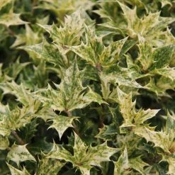 Spring Hill Nurseries 2.25 Gal. Pot, Goshiki False Holly (Osmanthus), Live Broadleaf Evergreen Shrub (1-Pack)