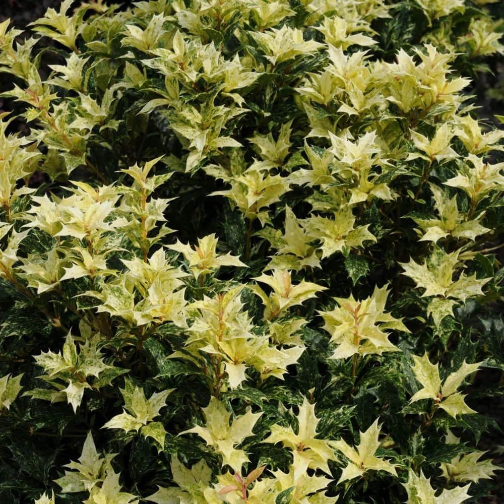 Spring Hill Nurseries 2.25 Gal. Pot, Goshiki False Holly (Osmanthus), Live Broadleaf Evergreen Shrub (1-Pack) 2 Spring Hill Nurseries 2.25 Gal. Pot, Goshiki False Holly (Osmanthus), Live Broadleaf Evergreen Shrub (1-Pack) - Image 2