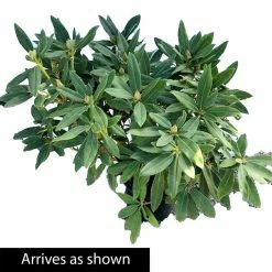 Spring Hill Nurseries 1.50 Gal. Pot, Chinoides Rhododendron, Live Broadleaf Evergreen Flowering Shrub (1-Pack) 5 Spring Hill Nurseries 1.50 Gal. Pot, Chinoides Rhododendron, Live Broadleaf Evergreen Flowering Shrub (1-Pack) -Spring Hill Nurseries Shop spring hill nurseries bushes 88736 4f 1000