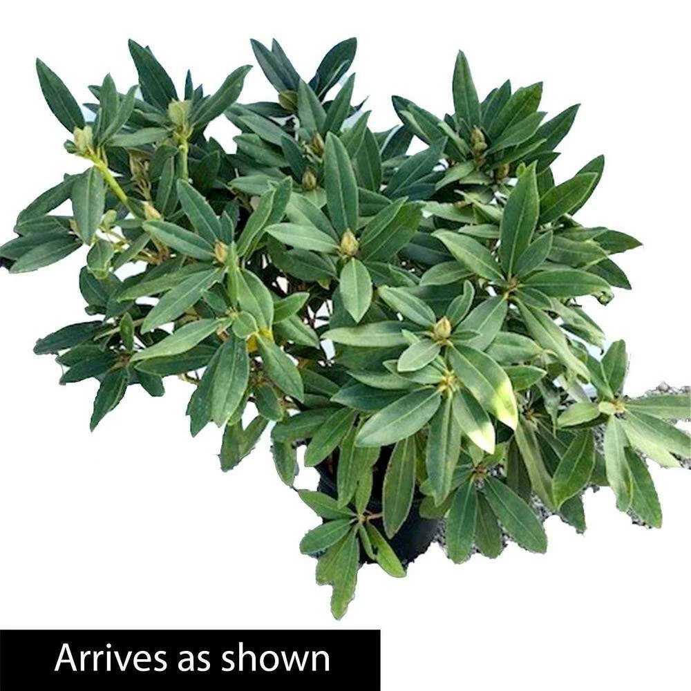 Spring Hill Nurseries 1.50 Gal. Pot, Chinoides Rhododendron, Live Broadleaf Evergreen Flowering Shrub (1-Pack) 3 Spring Hill Nurseries 1.50 Gal. Pot, Chinoides Rhododendron, Live Broadleaf Evergreen Flowering Shrub (1-Pack) - Image 3