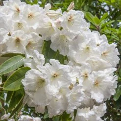 Spring Hill Nurseries 1.50 Gal. Pot, Chinoides Rhododendron, Live Broadleaf Evergreen Flowering Shrub (1-Pack)