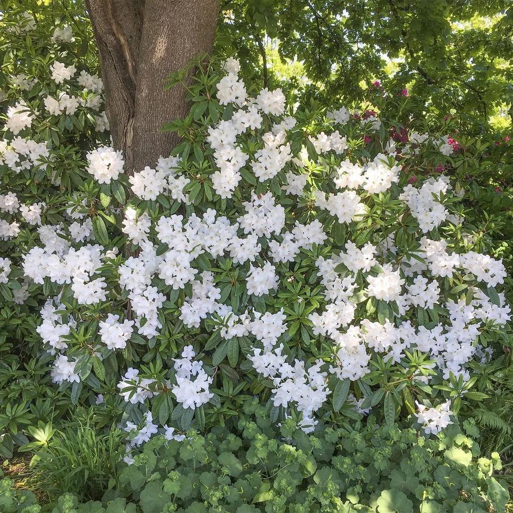 Spring Hill Nurseries 1.50 Gal. Pot, Chinoides Rhododendron, Live Broadleaf Evergreen Flowering Shrub (1-Pack) 2 Spring Hill Nurseries 1.50 Gal. Pot, Chinoides Rhododendron, Live Broadleaf Evergreen Flowering Shrub (1-Pack) - Image 2