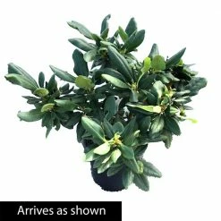 Spring Hill Nurseries 1.50 Gal. Pot, English Roseum Rhododedron, Live Broadleaf Evergreen Flowering Shrub (1-Pack) -Spring Hill Nurseries Shop spring hill nurseries bushes 88737 4f 1000