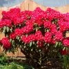 Spring Hill Nurseries 1.50 Gal. Pot, Nova Zembla Rhododendron, Live Broadleaf Evergreen Flowering Shrub (1-Pack)
