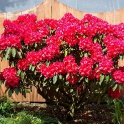Spring Hill Nurseries 1.50 Gal. Pot, Nova Zembla Rhododendron, Live Broadleaf Evergreen Flowering Shrub (1-Pack)
