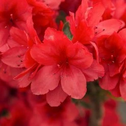 Spring Hill Nurseries 1 Gal. Pot Girard Crimson Azalea, Live Broadleaf Evergreen Flowering Shrub (1-Pack)