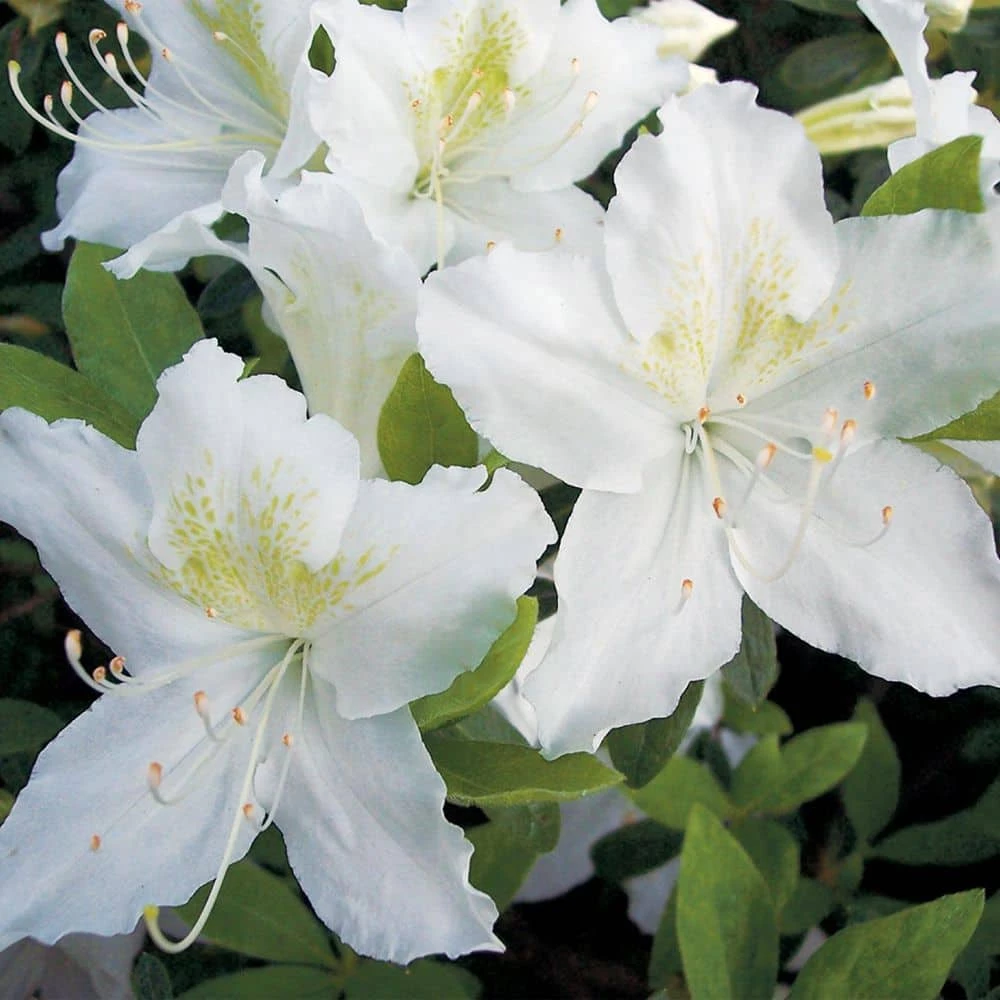 Spring Hill Nurseries 2.25 Gal. Pot Girard Pleasant Azalea, Live Broadleaf Evergreen Flowering Shrub (1-Pack) 1 Spring Hill Nurseries 2.25 Gal. Pot Girard Pleasant Azalea, Live Broadleaf Evergreen Flowering Shrub (1-Pack)