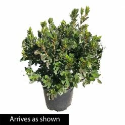 Spring Hill Nurseries 2.25 Gal. Pot Girard Rose Azalea, Live Broadleaf Evergreen Flowering Shrub (1-Pack) 5 Spring Hill Nurseries 2.25 Gal. Pot Girard Rose Azalea, Live Broadleaf Evergreen Flowering Shrub (1-Pack) -Spring Hill Nurseries Shop spring hill nurseries bushes 88742 4f 1000