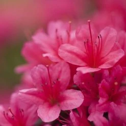 Spring Hill Nurseries 2.25 Gal. Pot Girard Rose Azalea, Live Broadleaf Evergreen Flowering Shrub (1-Pack)