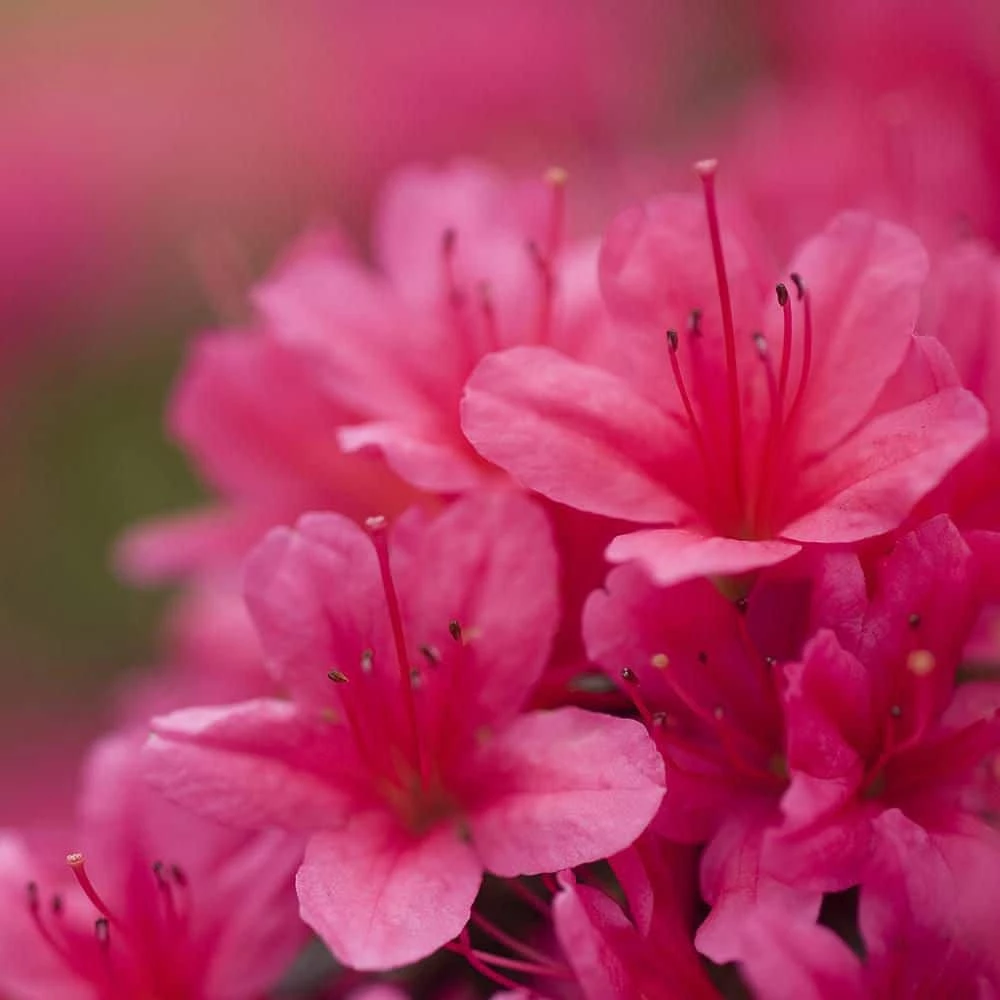 Spring Hill Nurseries 2.25 Gal. Pot Girard Rose Azalea, Live Broadleaf Evergreen Flowering Shrub (1-Pack) 1 Spring Hill Nurseries 2.25 Gal. Pot Girard Rose Azalea, Live Broadleaf Evergreen Flowering Shrub (1-Pack)