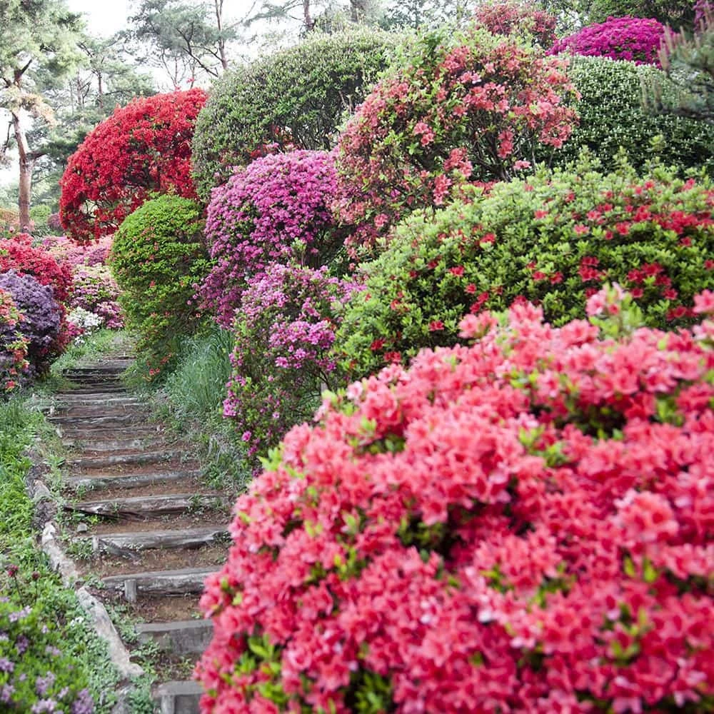 Spring Hill Nurseries 2.25 Gal. Pot Girard Rose Azalea, Live Broadleaf Evergreen Flowering Shrub (1-Pack) 2 Spring Hill Nurseries 2.25 Gal. Pot Girard Rose Azalea, Live Broadleaf Evergreen Flowering Shrub (1-Pack) - Image 2