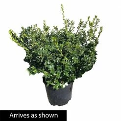 Spring Hill Nurseries 2.25 Gal. Pot, Karen Azalea, Live Broadleaf Evergreen Flowering Shrub (1-Pack) -Spring Hill Nurseries Shop spring hill nurseries bushes 88743 4f 1000