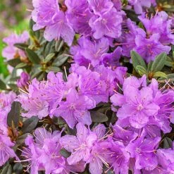 Spring Hill Nurseries 2.25 Gal. Pot, Karen Azalea, Live Broadleaf Evergreen Flowering Shrub (1-Pack)