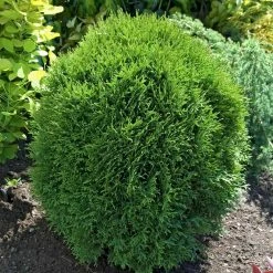 Spring Hill Nurseries 2.25 Gal. Pot, Hetz Midget Arborvitae (Thuja), Live Evergreen Shrub (1-Pack)
