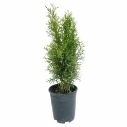 Spring Hill Nurseries 2.50 Qt. Pot, Emerald Green Arborvitae (Thuja), Live Evergreen Shrub (1-Pack) -Spring Hill Nurseries Shop spring hill nurseries bushes 88760 4f 1000