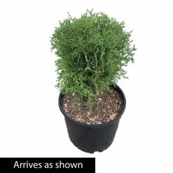 Spring Hill Nurseries 2.25 Gal. Pot, Tom Thumb Arborvitae (Thuja), Live Evergreen Shrub (1-Pack) 5 Spring Hill Nurseries 2.25 Gal. Pot, Tom Thumb Arborvitae (Thuja), Live Evergreen Shrub (1-Pack) -Spring Hill Nurseries Shop spring hill nurseries bushes 88761 4f 1000