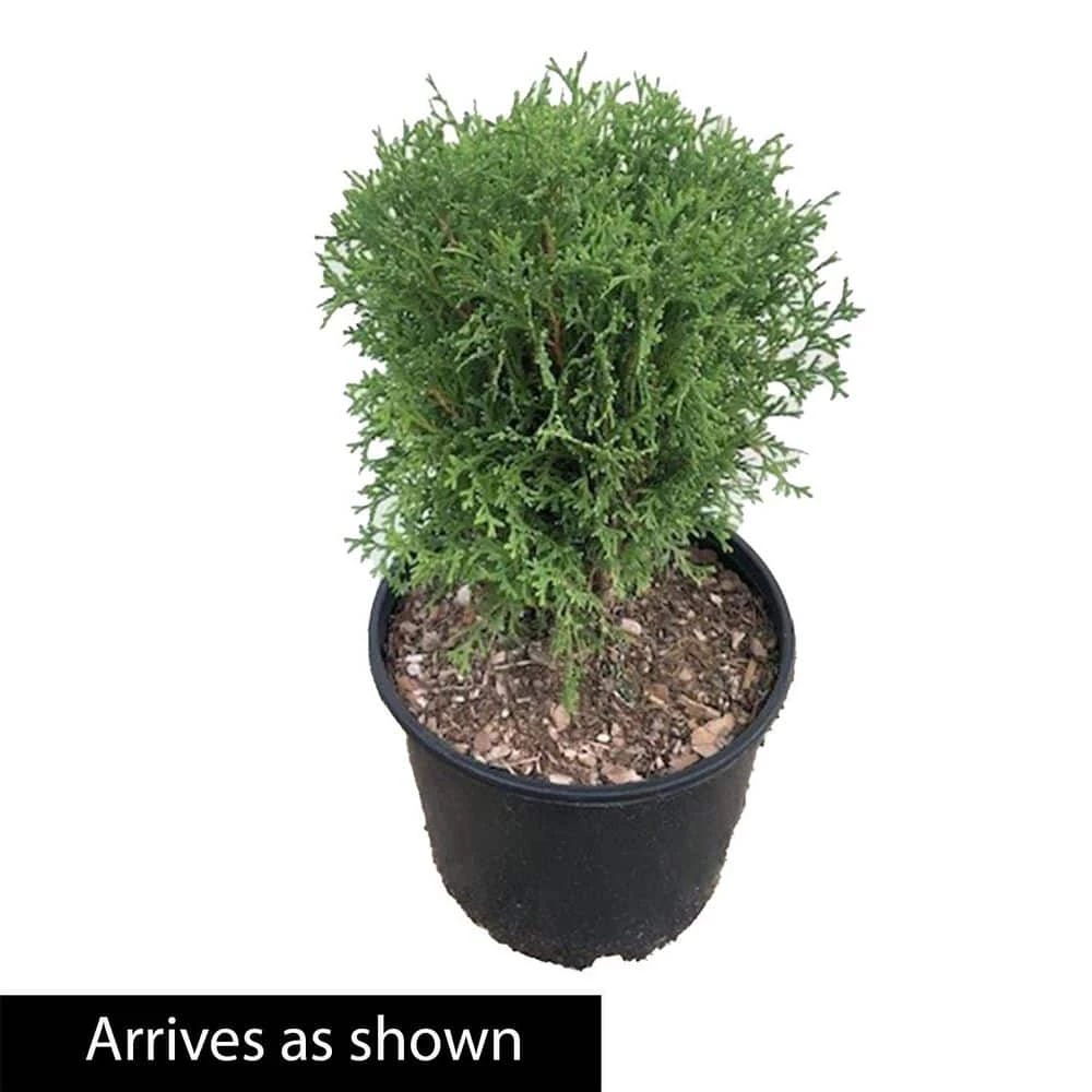 Spring Hill Nurseries 2.25 Gal. Pot, Tom Thumb Arborvitae (Thuja), Live Evergreen Shrub (1-Pack) 3 Spring Hill Nurseries 2.25 Gal. Pot, Tom Thumb Arborvitae (Thuja), Live Evergreen Shrub (1-Pack) - Image 3