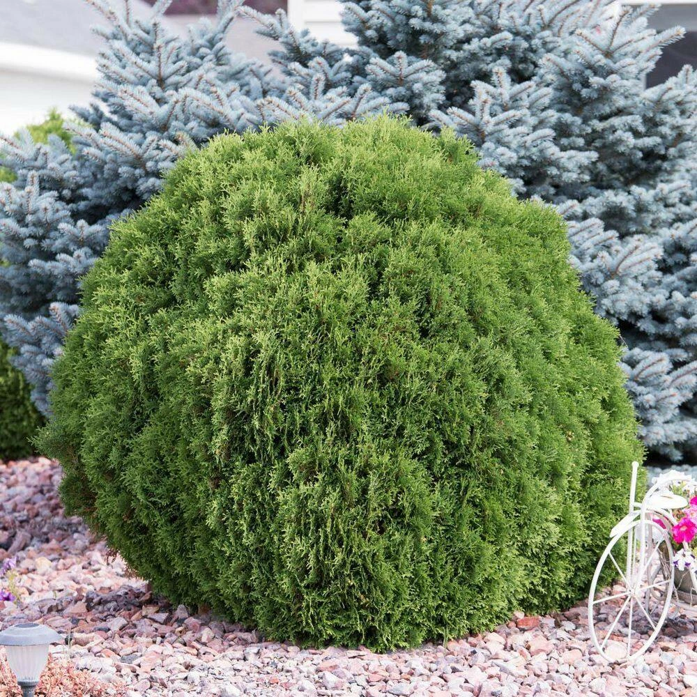 Spring Hill Nurseries 2.25 Gal. Pot, Tom Thumb Arborvitae (Thuja), Live Evergreen Shrub (1-Pack) 1 Spring Hill Nurseries 2.25 Gal. Pot, Tom Thumb Arborvitae (Thuja), Live Evergreen Shrub (1-Pack)