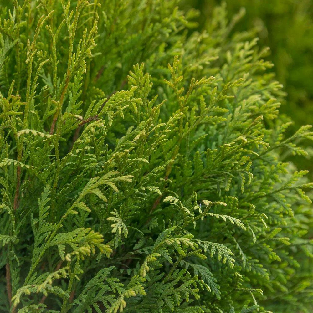 Spring Hill Nurseries 2.25 Gal. Pot, Tom Thumb Arborvitae (Thuja), Live Evergreen Shrub (1-Pack) 2 Spring Hill Nurseries 2.25 Gal. Pot, Tom Thumb Arborvitae (Thuja), Live Evergreen Shrub (1-Pack) - Image 2