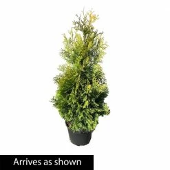 Spring Hill Nurseries 2.25 Gal. Pot Yellow Ribbon Arborvitae (Thuja) Live Evergreen Shrub (1-Pack) -Spring Hill Nurseries Shop spring hill nurseries bushes 88762 4f 1000