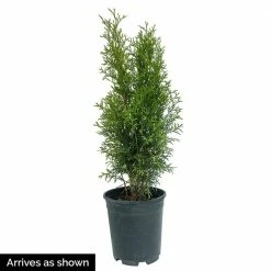 Spring Hill Nurseries 2.50 Qt. Pot, Green Giant Arborvitae (Thuja), Live Evergreen Shrub (1-Pack) -Spring Hill Nurseries Shop spring hill nurseries bushes 88763 4f 1000