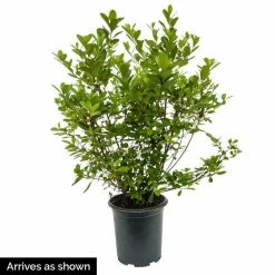 Spring Hill Nurseries 1 Gal. Pot Girard Rose Azalea, Live Broadleaf Evergreen Flowering Shrub (1-Pack) 5 Spring Hill Nurseries 1 Gal. Pot Girard Rose Azalea, Live Broadleaf Evergreen Flowering Shrub (1-Pack) -Spring Hill Nurseries Shop spring hill nurseries bushes 88780 4f 1000