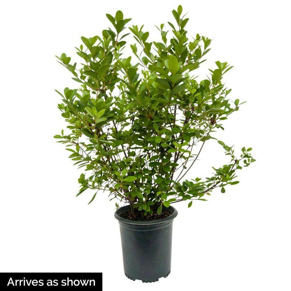 Spring Hill Nurseries 1 Gal. Pot Girard Rose Azalea, Live Broadleaf Evergreen Flowering Shrub (1-Pack) 3 Spring Hill Nurseries 1 Gal. Pot Girard Rose Azalea, Live Broadleaf Evergreen Flowering Shrub (1-Pack) - Image 3