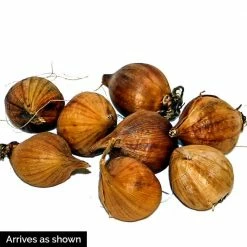 Spring Hill Nurseries Dwarf Reticulata Iris Spring Flowering Dormant Bulb Mixture (25-Pack) 5 Spring Hill Nurseries Dwarf Reticulata Iris Spring Flowering Dormant Bulb Mixture (25-Pack) -Spring Hill Nurseries Shop spring hill nurseries flower bulbs 85111 4f 1000