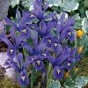 Spring Hill Nurseries Dwarf Reticulata Iris Spring Flowering Dormant Bulb Mixture (25-Pack)