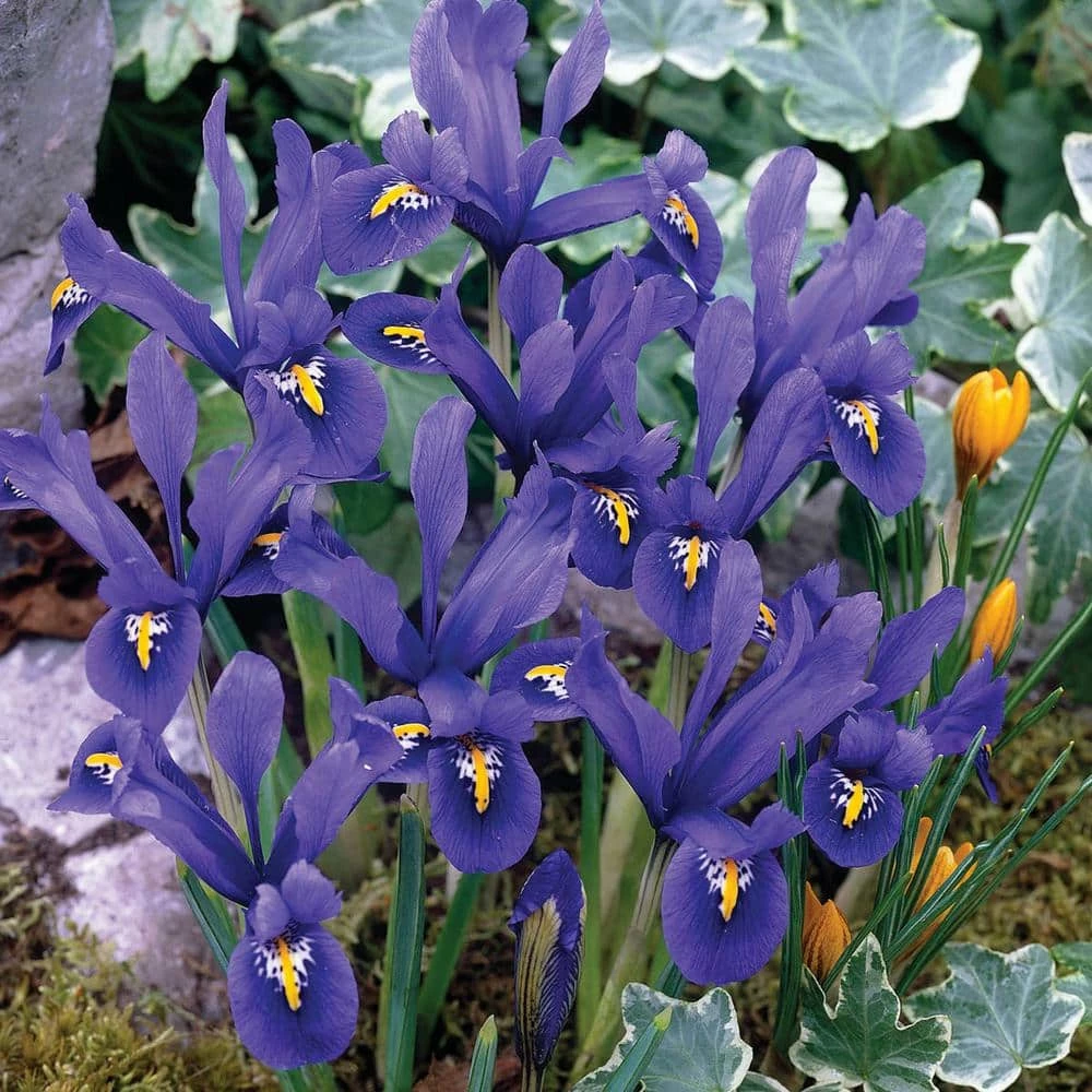 Spring Hill Nurseries Dwarf Reticulata Iris Spring Flowering Dormant Bulb Mixture (25-Pack) 1 Spring Hill Nurseries Dwarf Reticulata Iris Spring Flowering Dormant Bulb Mixture (25-Pack)
