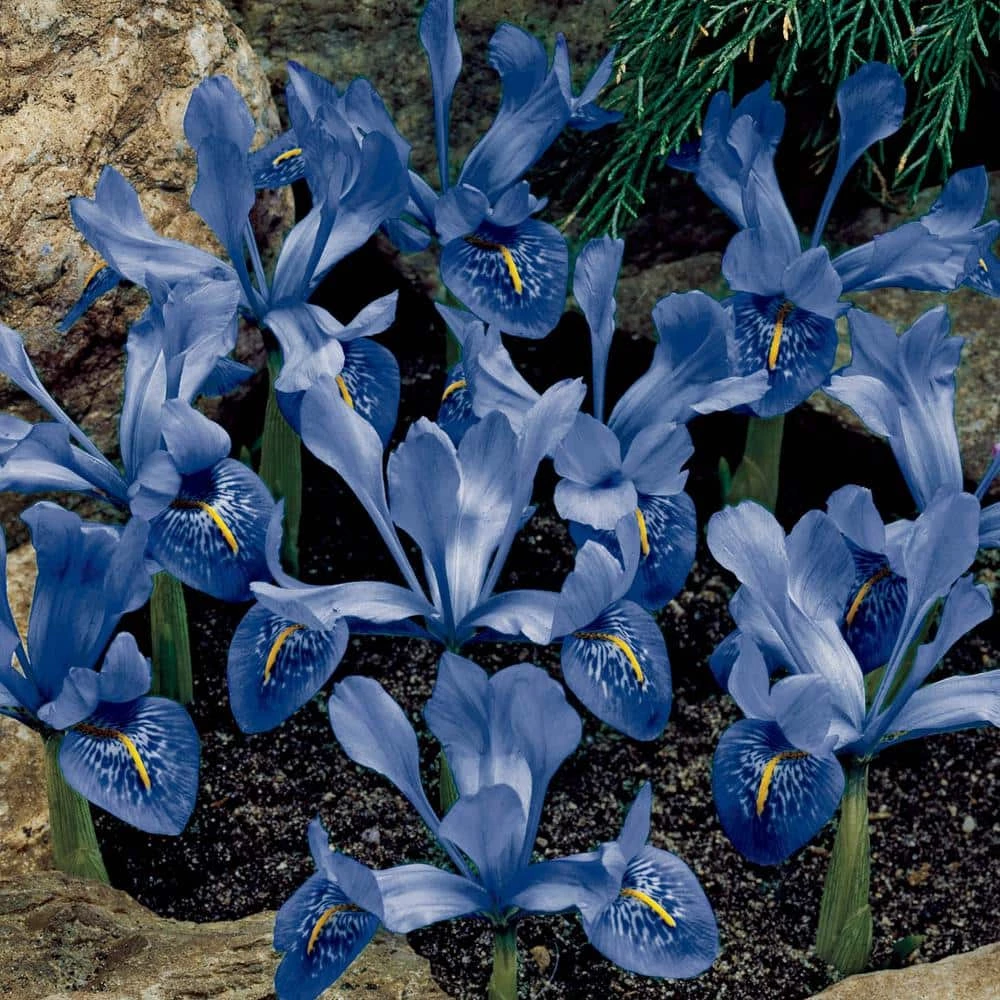 Spring Hill Nurseries Dwarf Reticulata Iris Spring Flowering Dormant Bulb Mixture (25-Pack) 2 Spring Hill Nurseries Dwarf Reticulata Iris Spring Flowering Dormant Bulb Mixture (25-Pack) - Image 2