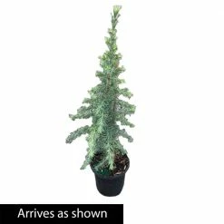 Spring Hill Nurseries 2.50 qt. Pot, Electric Blue Deodora Cedar, Live Evergreen Tree (1-Pack) -Spring Hill Nurseries Shop spring hill nurseries ornamental trees 88690 4f 1000