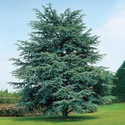 Spring Hill Nurseries 2.50 qt. Pot, Electric Blue Deodora Cedar, Live Evergreen Tree (1-Pack)