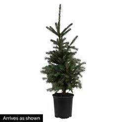 Spring Hill Nurseries 2.25 Gal. Pot, Norway Spruce (Picea), Live Evergreen Tree (1-Pack) -Spring Hill Nurseries Shop spring hill nurseries ornamental trees 88732 1f 1000