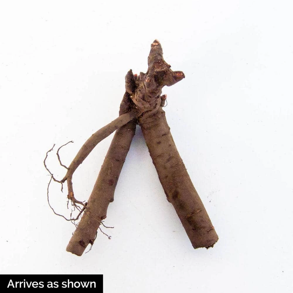 Spring Hill Nurseries Bartzella Itoh Peony (Paeonia), Live Bareroot Perennial Plant, Yellow Flowers (1-Pack) 3 Spring Hill Nurseries Bartzella Itoh Peony (Paeonia), Live Bareroot Perennial Plant, Yellow Flowers (1-Pack) - Image 3