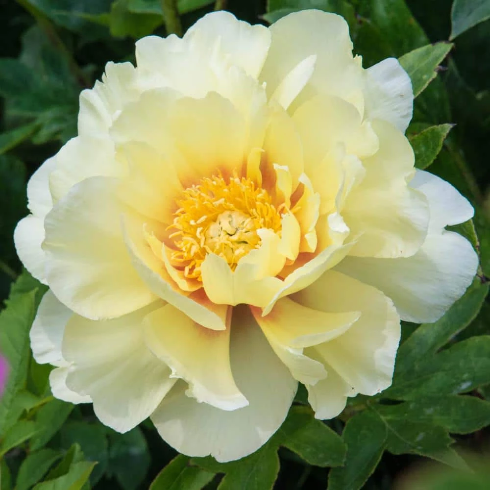 Spring Hill Nurseries Bartzella Itoh Peony (Paeonia), Live Bareroot Perennial Plant, Yellow Flowers (1-Pack) 1 Spring Hill Nurseries Bartzella Itoh Peony (Paeonia), Live Bareroot Perennial Plant, Yellow Flowers (1-Pack)