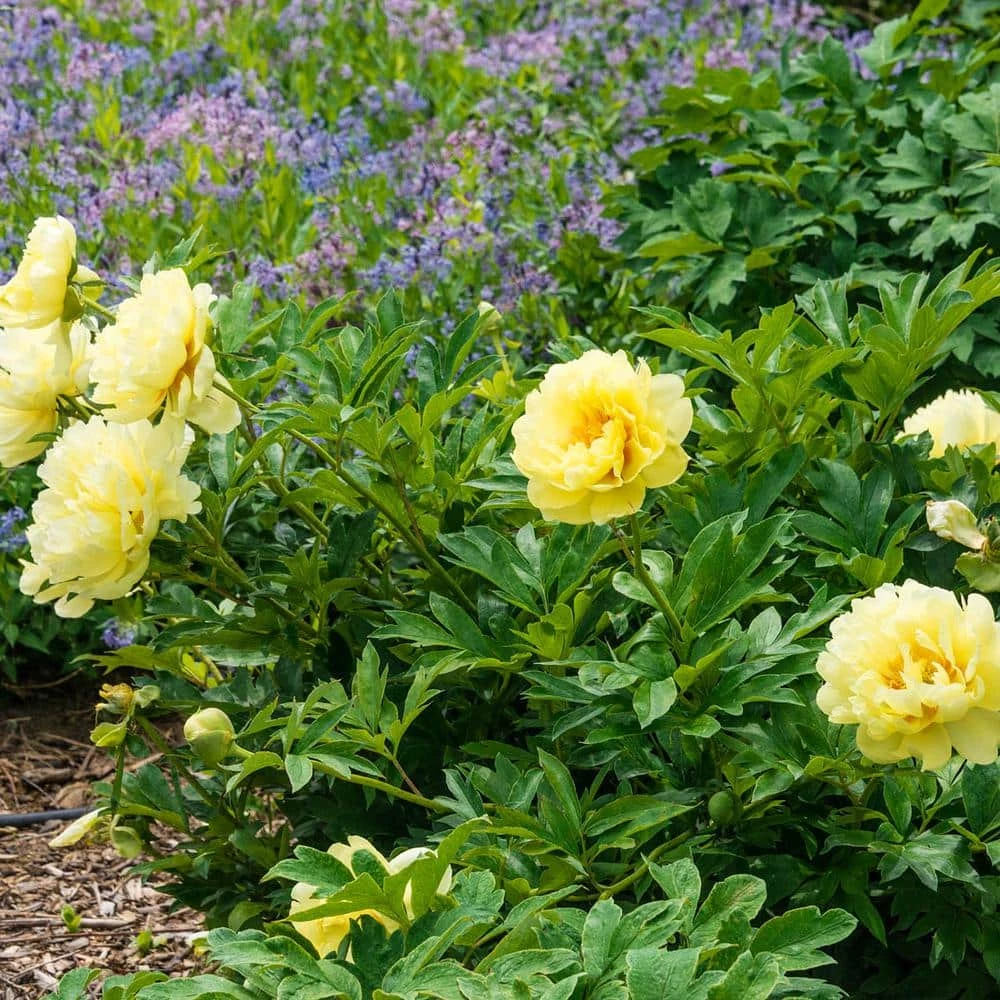 Spring Hill Nurseries Bartzella Itoh Peony (Paeonia), Live Bareroot Perennial Plant, Yellow Flowers (1-Pack) 2 Spring Hill Nurseries Bartzella Itoh Peony (Paeonia), Live Bareroot Perennial Plant, Yellow Flowers (1-Pack) - Image 2